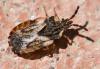Aradus depressus